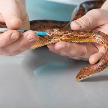 Snake getting vaccination